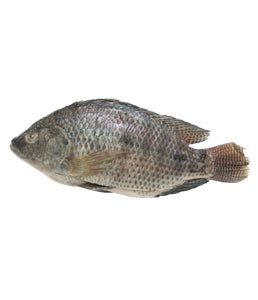 Tilápia inteira Congelada 1kg